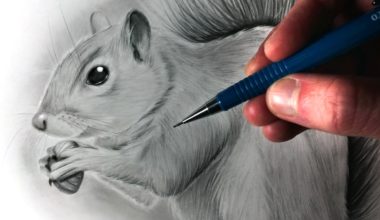 Как нарисовать белку?