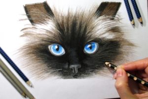 Как нарисовать кота?