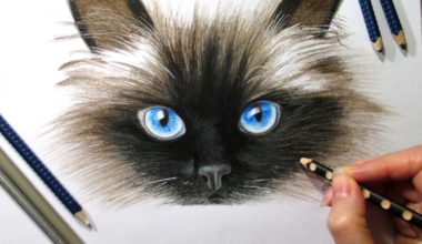 Как нарисовать кота?