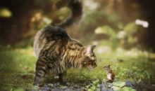 Бурундук и кот: долгая крепкая дружба