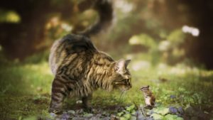 Бурундук и кот: долгая крепкая дружба