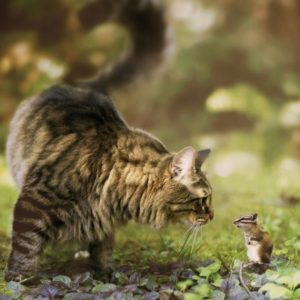 Бурундук и кот: долгая крепкая дружба