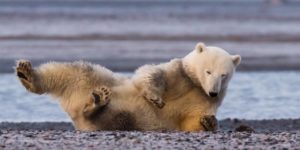 Фотограф запечатлела медведя, когда на Аляске не было снега