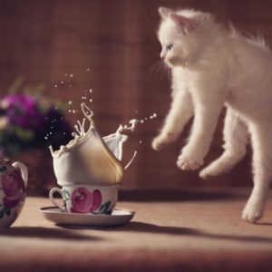 Кто сказал мяу: 10 котов, от которых вы будете в полном восторге