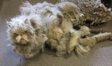 Кот Синдбад оказался живунчиком