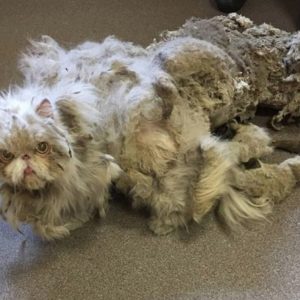 Кот Синдбад оказался живунчиком