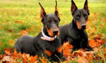 10 потрясающих перевоплощений собак до и после