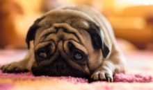 Девушка увидела фото грустной собаки и спасла ее