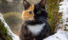 Эта двуликая кошка поразит вас