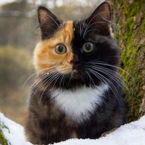Эта двуликая кошка поразит вас