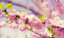 20 фотографий первой сакуры в Японии, наполненных ожиданием весны