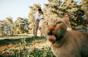 10 кошек, которые виртуозно умеют портить чужие фото