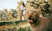 10 кошек, которые виртуозно умеют портить чужие фото