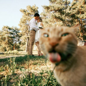 10 кошек, которые виртуозно умеют портить чужие фото