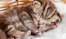 Как отличить кота от кошки?