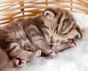 Как отличить кота от кошки?