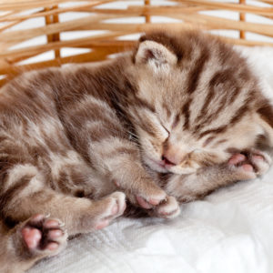 Как отличить кота от кошки?