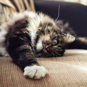 Как приучить кота к лотку?