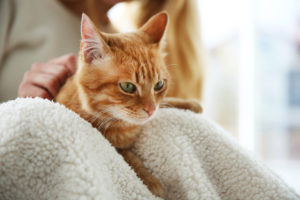 Как вытащить клеща у кота?