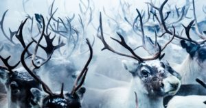 10 лучших фотографий конкурса Nat Geo на тему природы