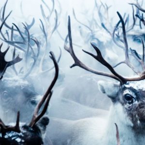10 лучших фотографий конкурса Nat Geo на тему природы