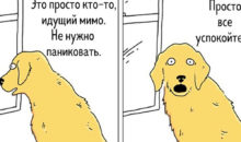 Что, если бы птицы умели говорить? 15 оригинальных комиксов для поднятия настроения