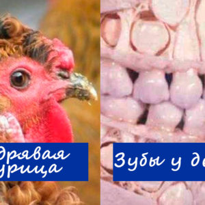 12 вещей, которые мало кто видел вживую, но все о них слышали