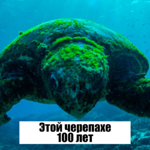 25 уникальных снимков, которые легко заменят энциклопедию