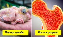 14 крутых вещей, которые вы никогда не видели (эта улитка — не для слабонервных)