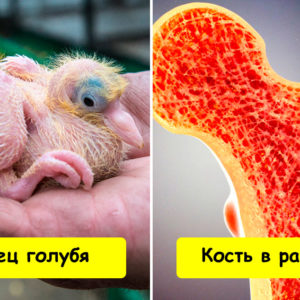 14 крутых вещей, которые вы никогда не видели (эта улитка — не для слабонервных)