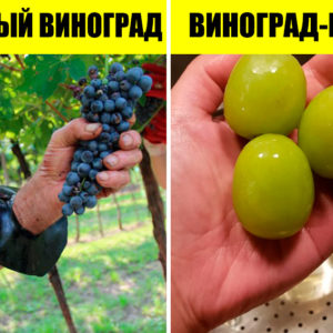 Разница есть: 14 фото, на которых различия так и бросаются в глаза