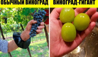 Разница есть: 14 фото, на которых различия так и бросаются в глаза