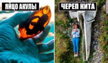 Так вот как все работает: 10 фото, на которых видно устройство привычных вещей
