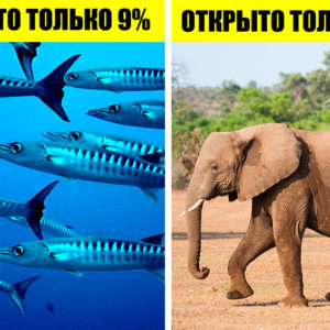 10 старых вопросов, которые по сей день ставят ученых в тупик