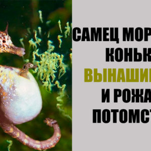11 фактов о животных, от которых сердце щемит от умиления