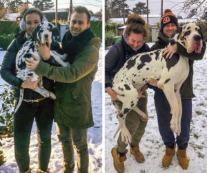 11 фотографий, которые показывают, что размер собаки никак не влияет на размер ее любви к хозяевам (и это взаимно)