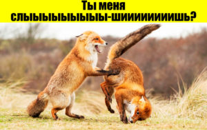12 снимков с конкурса комедийной фотографии, которые точно поднимут настроение