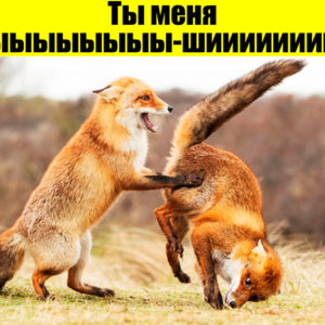 12 снимков с конкурса комедийной фотографии, которые точно поднимут настроение