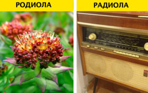 9 слов, которые все слышали, но немногие смогут назвать точный смысл