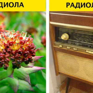 9 слов, которые все слышали, но немногие смогут назвать точный смысл
