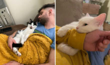10 упертых мужчин, которые протестовали против кошек в доме — но победила любовь