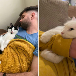 10 упертых мужчин, которые протестовали против кошек в доме — но победила любовь