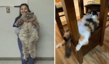 15 котов, которые настолько милые, что могли бы захватить этот мир