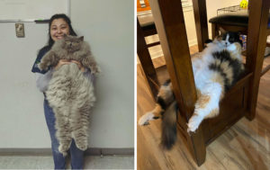 15 котов, которые настолько милые, что могли бы захватить этот мир