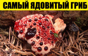 12 фото, которые расширят вашу картину мира лучше самой толстой энциклопедии