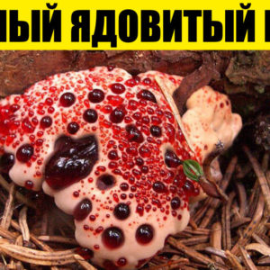 12 фото, которые расширят вашу картину мира лучше самой толстой энциклопедии