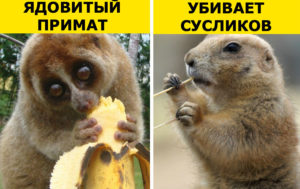 9 жутковатых фактов о животных, которые кажутся милыми симпатягами