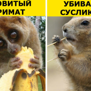 9 жутковатых фактов о животных, которые кажутся милыми симпатягами