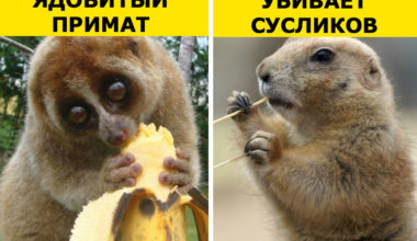 9 жутковатых фактов о животных, которые кажутся милыми симпатягами