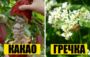 9 знакомых продуктов, которые растут вовсе не так, как все мы думали